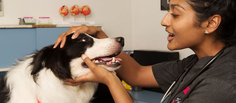 A vet checkst the health of a Darwin dog.