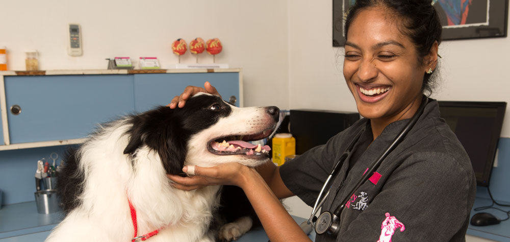 A vet examines a dog.