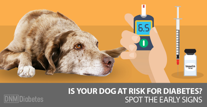 what are signs of diabetes in dogs
