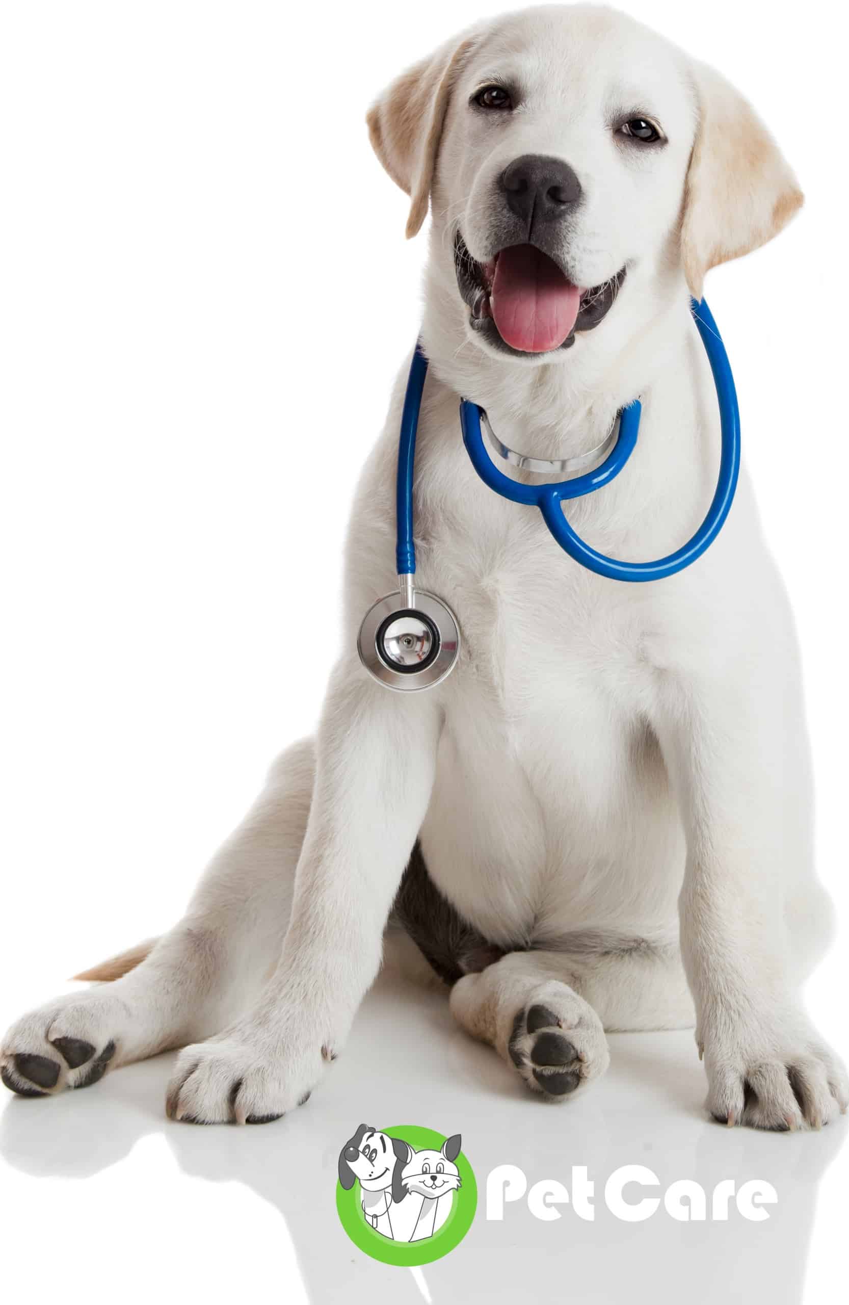 When to 2024 desex male dog