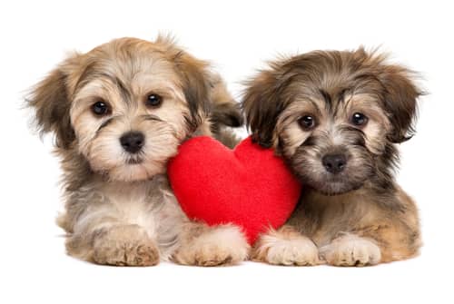 Desexing female dogs top