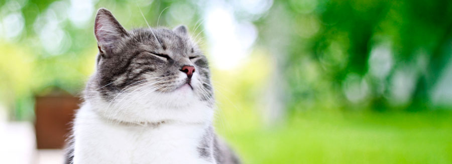 A cat in a Darwin park.