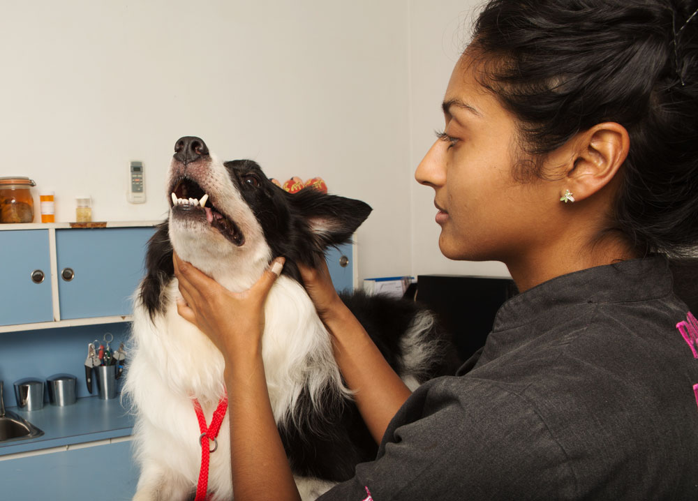 A dog gets his teeth checked at All Pets Vet.